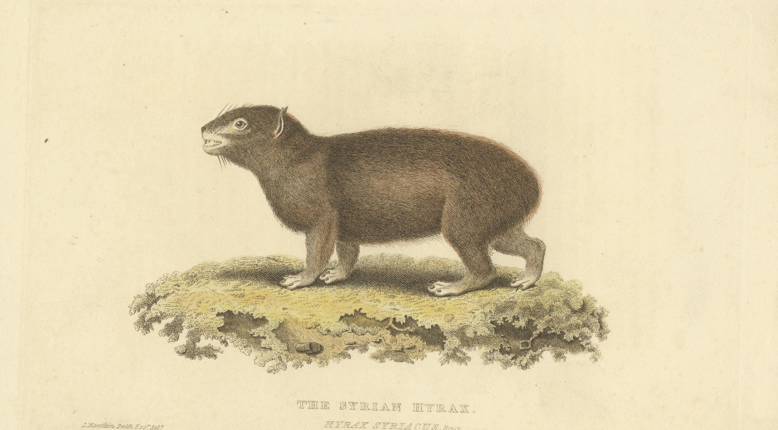 Original Hand Colored Antique Print of a Syrian Hyrax, 1825 In Good Condition For Sale In Langweer, NL