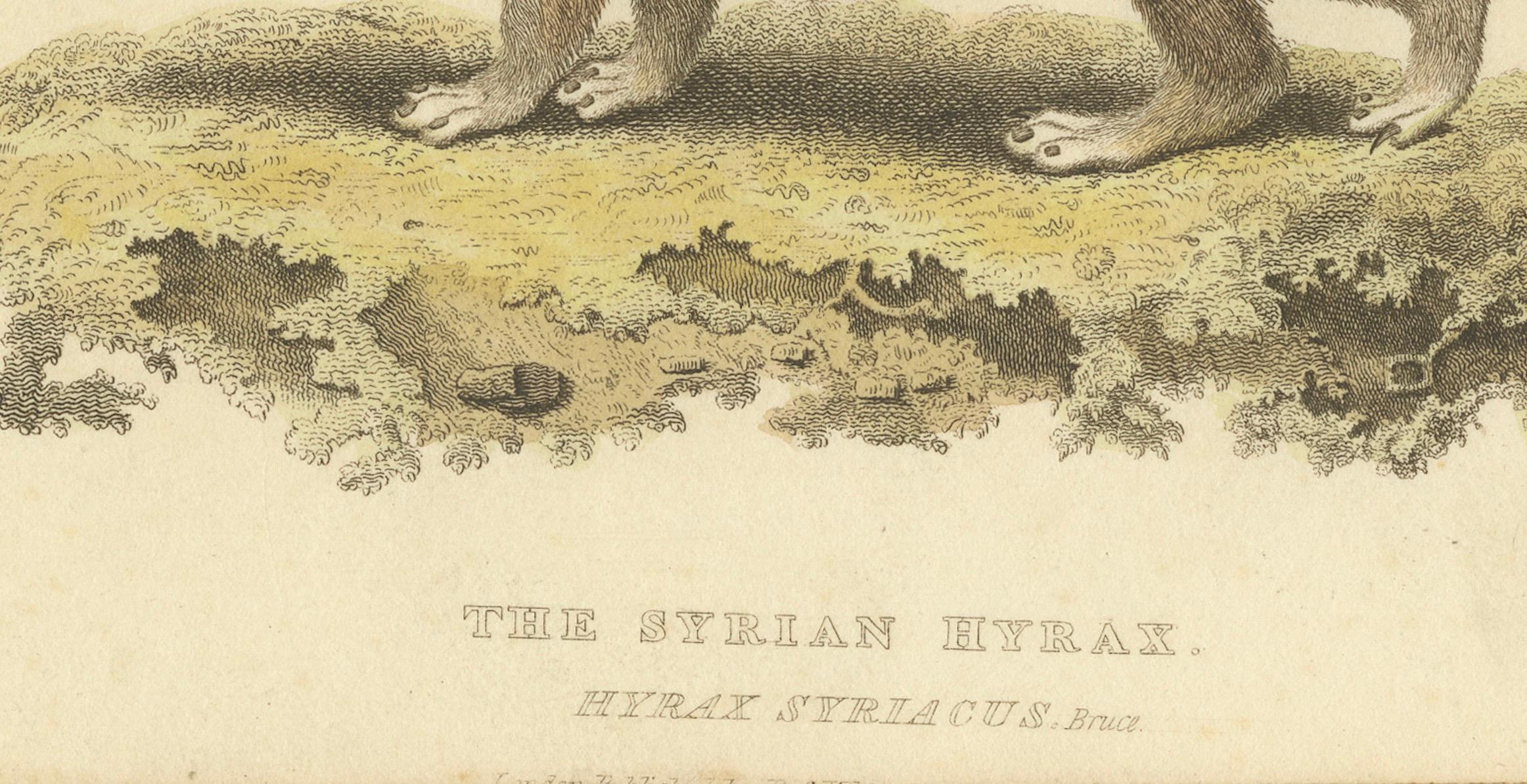 19th Century Original Hand Colored Antique Print of a Syrian Hyrax, 1825 For Sale