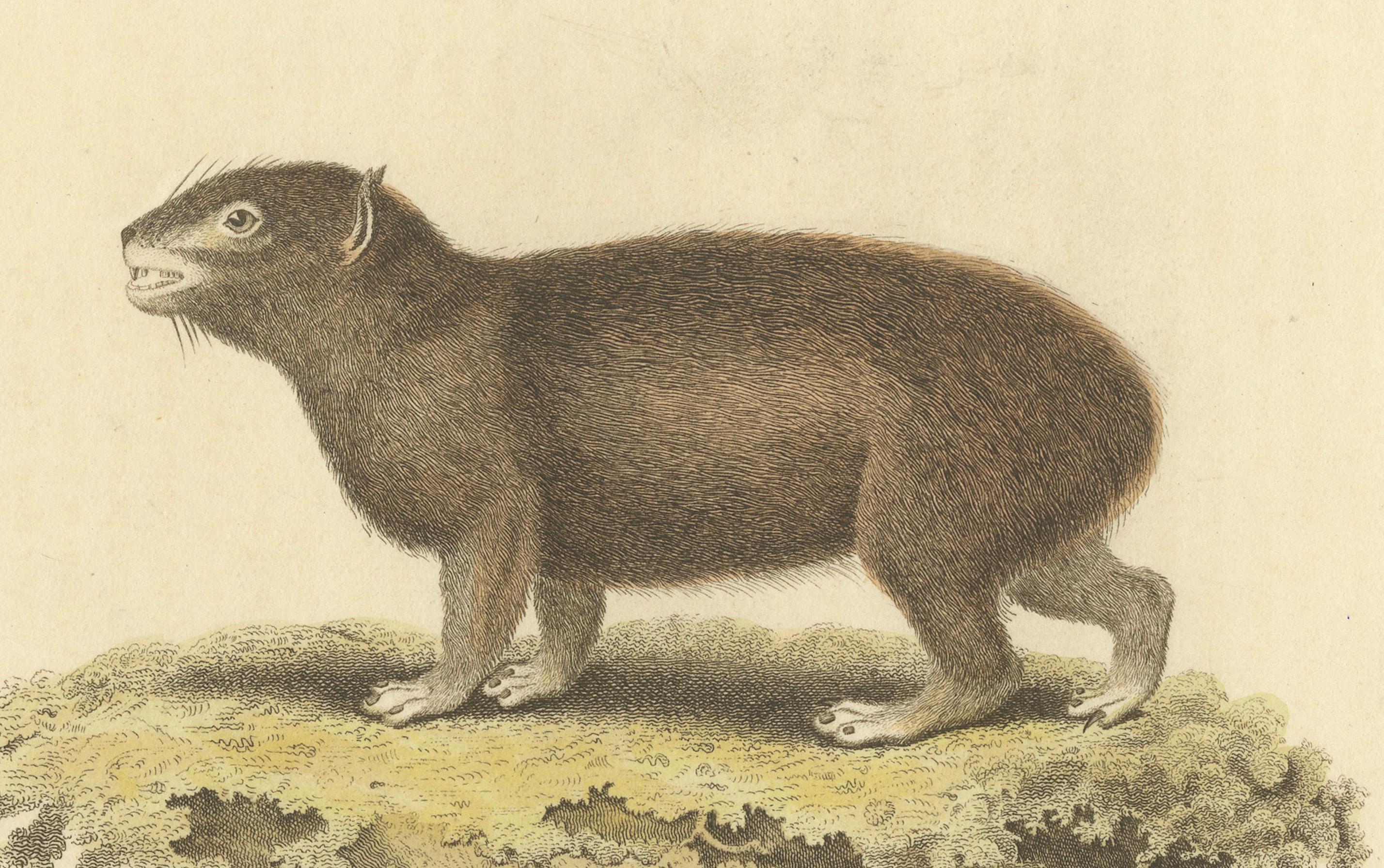 Paper Original Hand Colored Antique Print of a Syrian Hyrax, 1825 For Sale