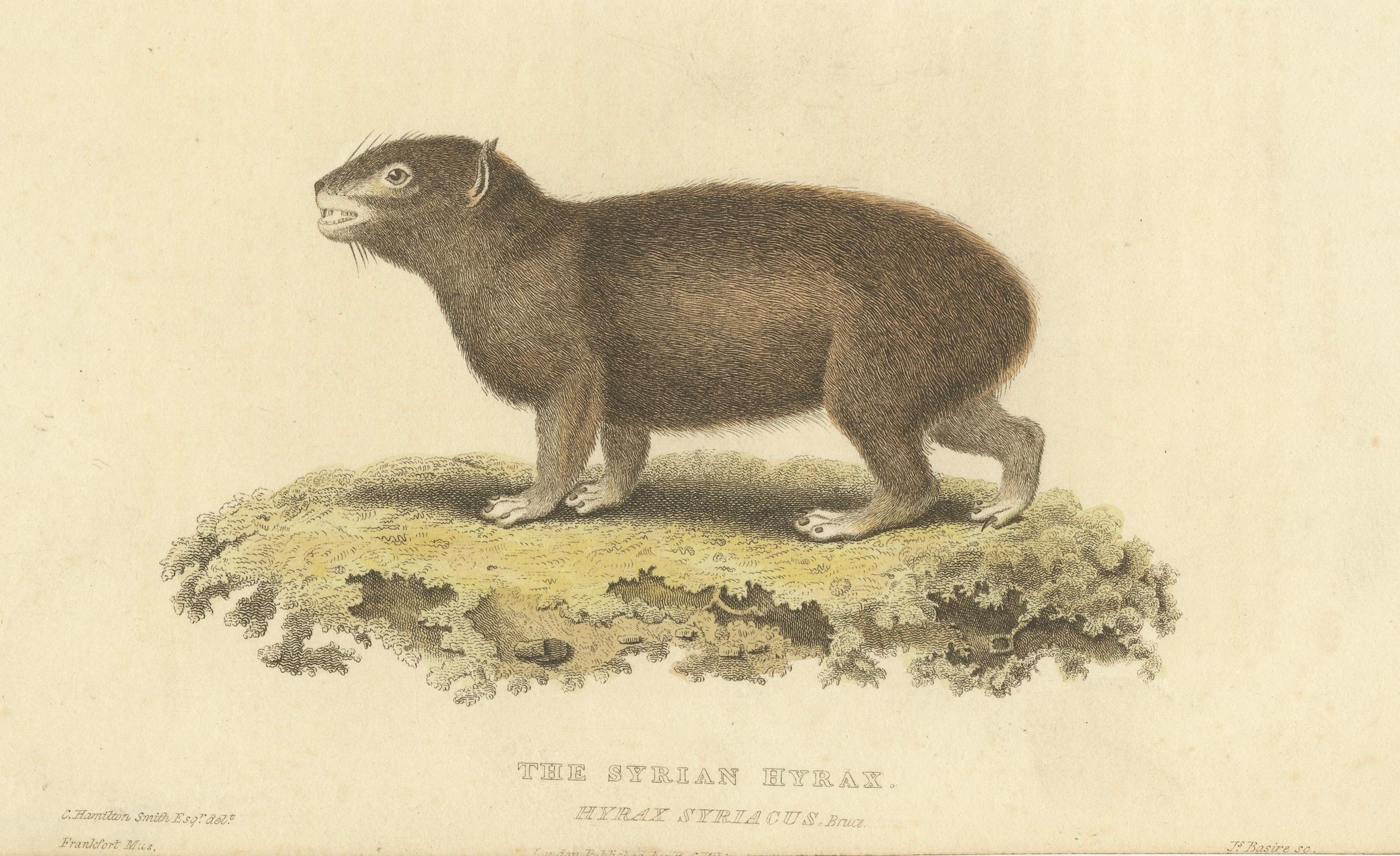 Original Hand Colored Antique Print of a Syrian Hyrax, 1825 For Sale 1
