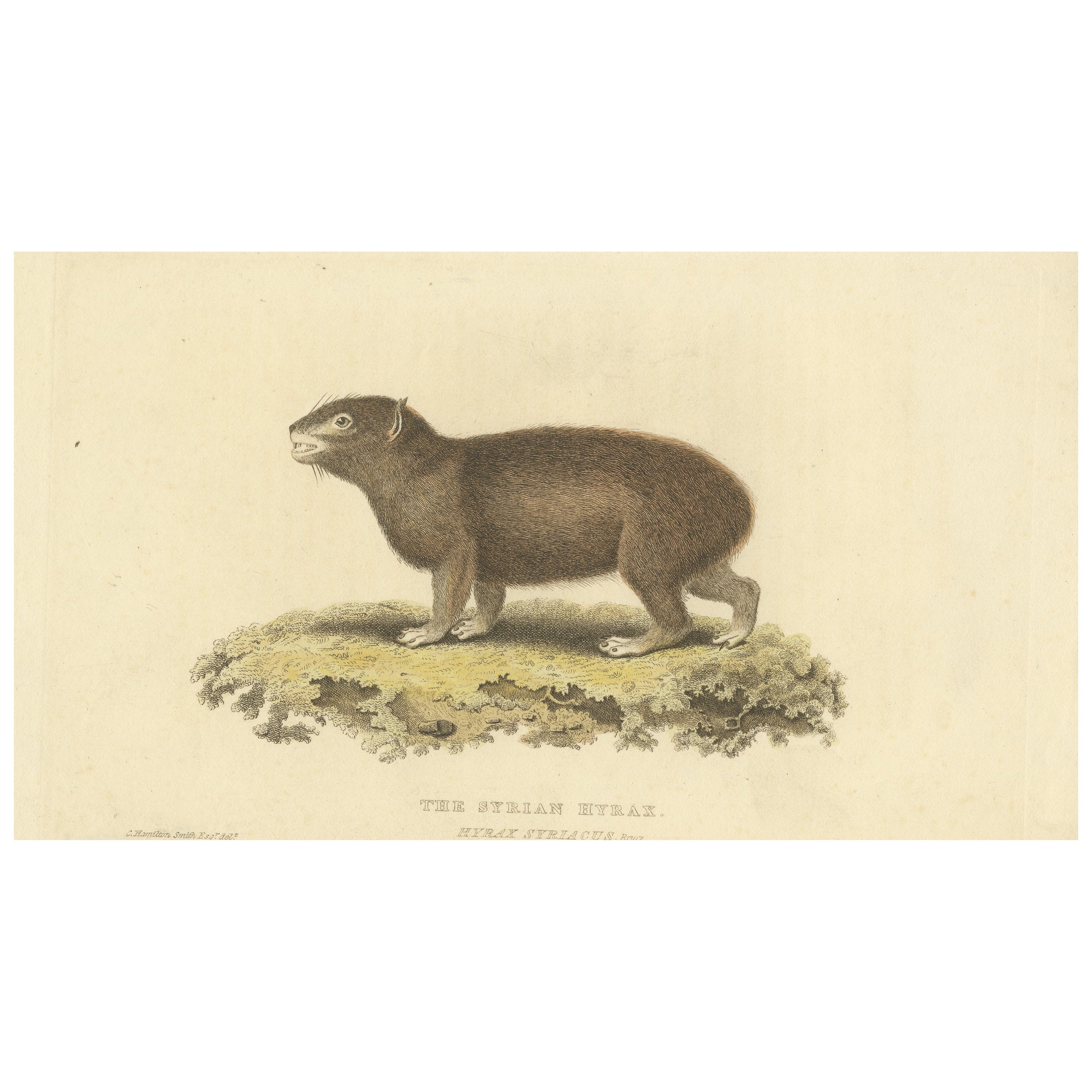 Original handkolorierter antiker Druck eines syrischen Hyrax, 1825