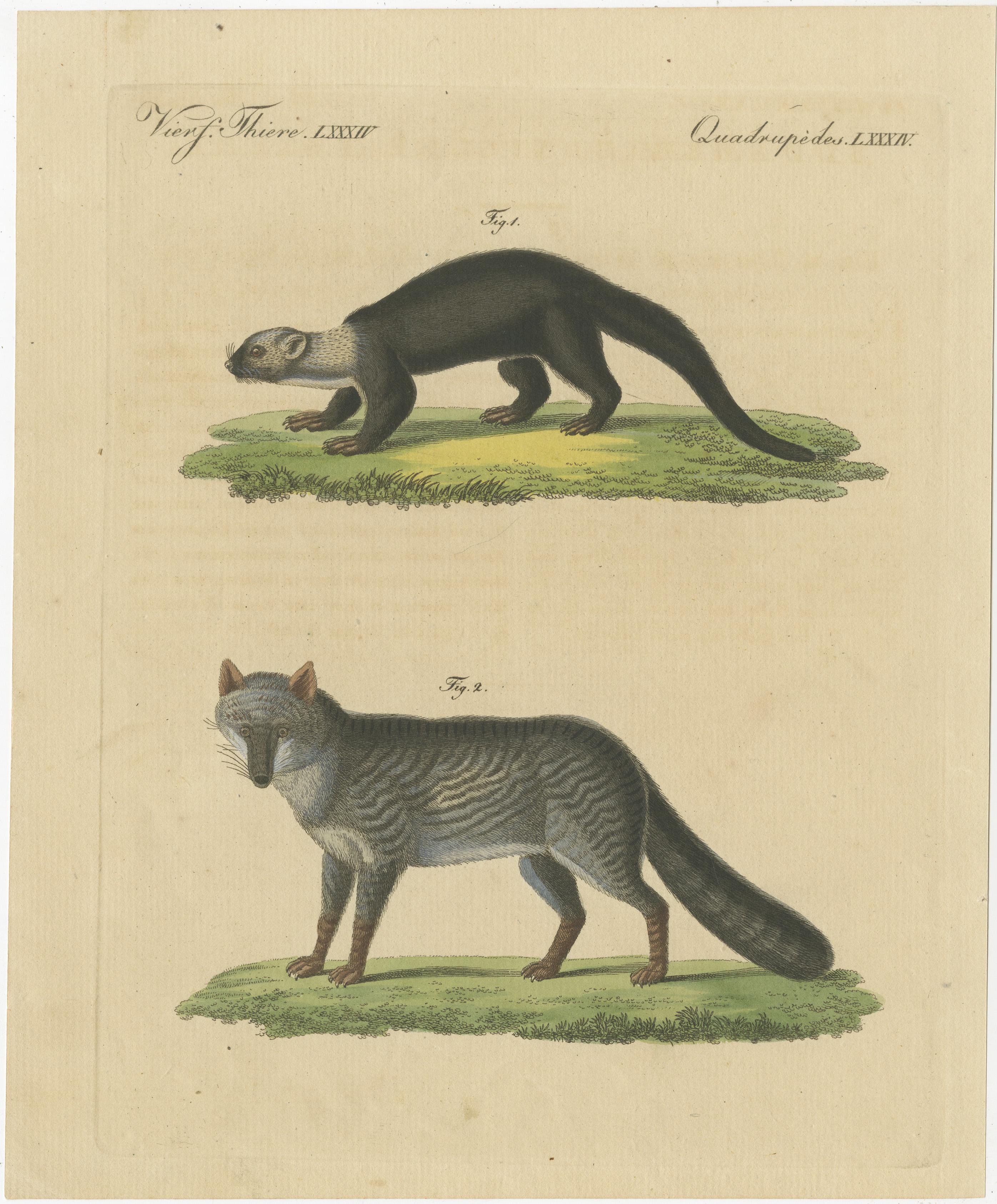 Originaler antiker Druck eines Wiesels (Das große Wiesel) und eines Fuchses (Der dreifarbige Fuchs). Dieser Druck stammt aus dem 