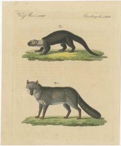 Original Hand-Colored Antique Print of a Weasel and Fox species