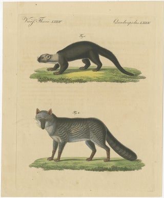 Original Hand-Colored Antique Print of a Weasel and Fox species, view 2