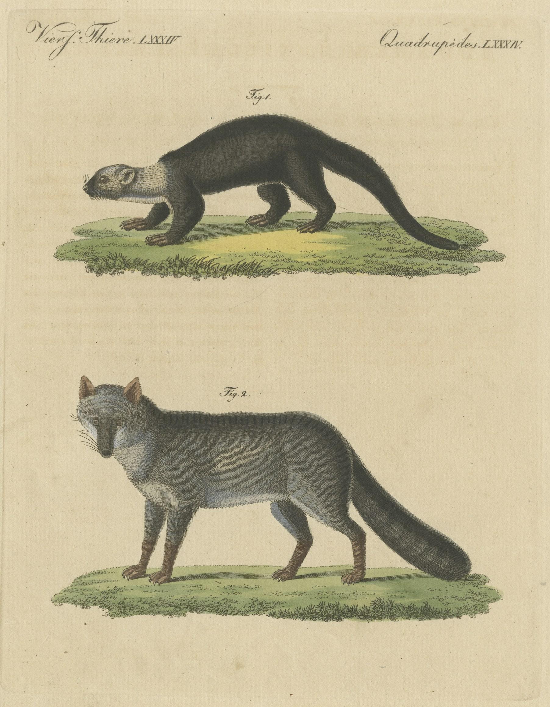 fuchs gefleckt