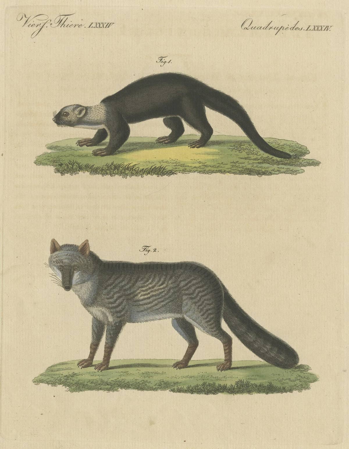 Original Hand-Colored Antique Print of a Weasel and Fox species