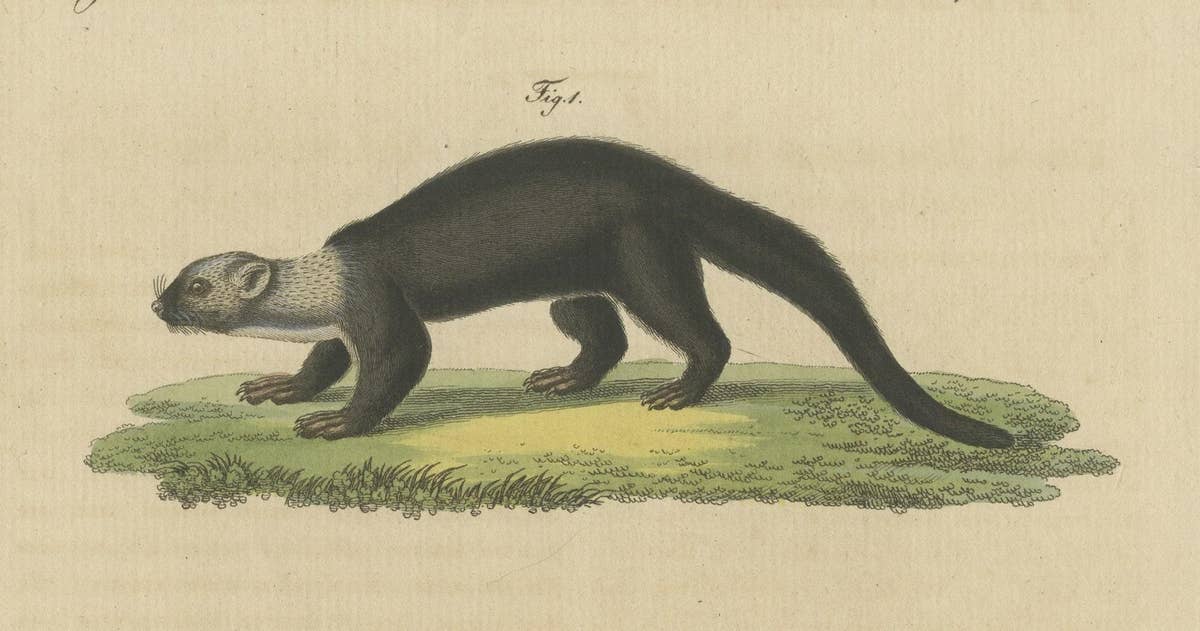 Original Hand-Colored Antique Print of a Weasel and Fox species