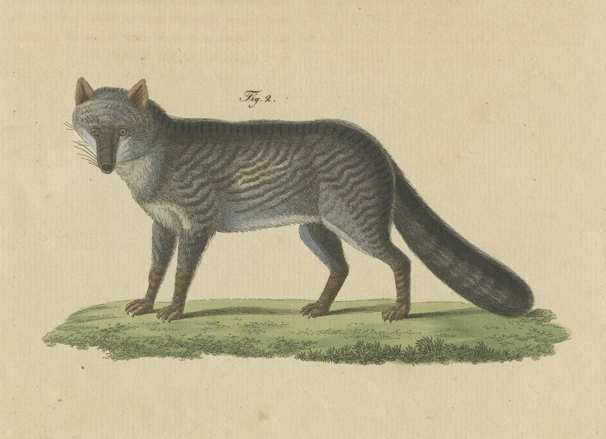 Original Hand-Colored Antique Print of a Weasel and Fox species