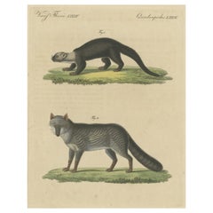 Original handkolorierter antiker Druck einer Weasel- und Fuchsart, handkoloriert