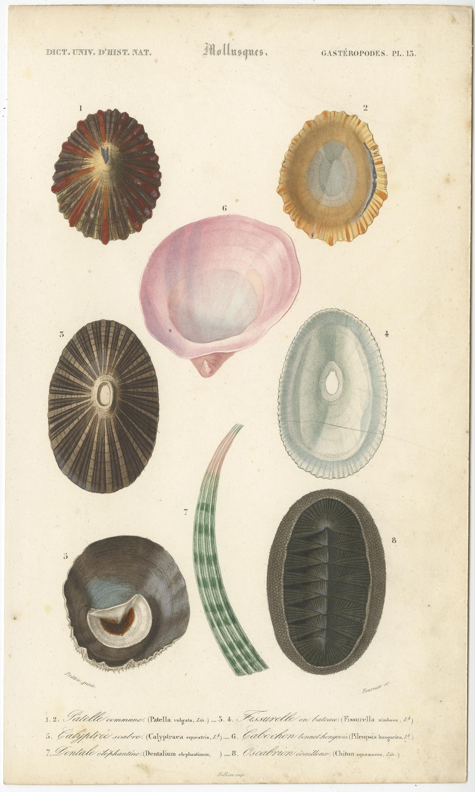 Antique print titled 'Pl. 13 Mollusques - Gastéropodes'. 

Old print of different types of molluscs. This print originates from 'Dictionnaire Universel d’Histoire Naturelle' by Charles D’Orbigny.

Artists and engravers: Published by Renard,
