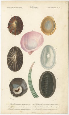 Original Hand-Colored Antique Print of Different Types of Molluscs, 1849