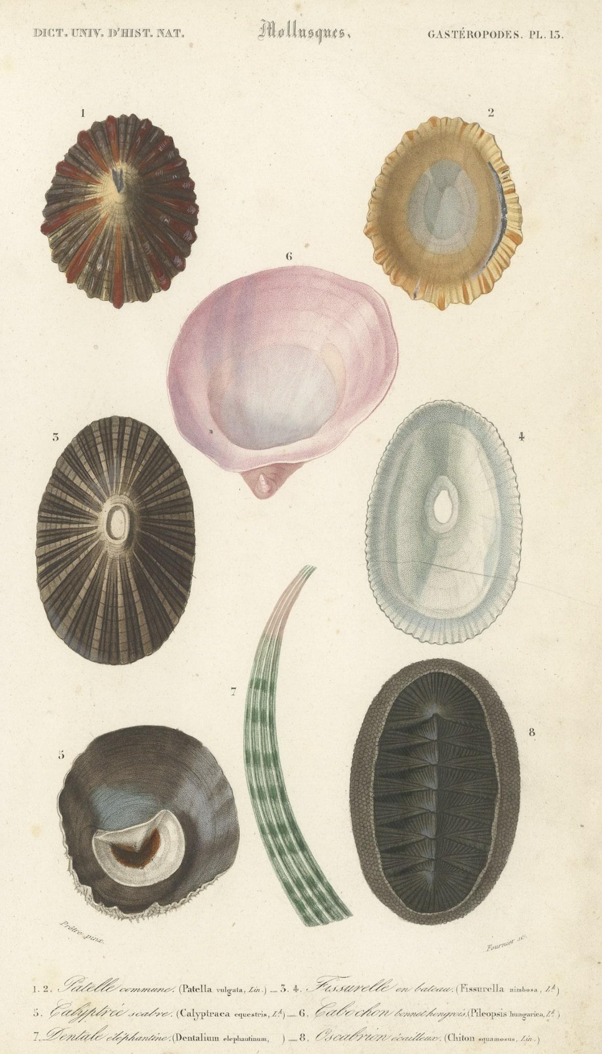 Original handkolorierter antiker Druck von verschiedenen Arten von Molluscs, 1849 im Zustand „Gut“ im Angebot in Langweer, NL