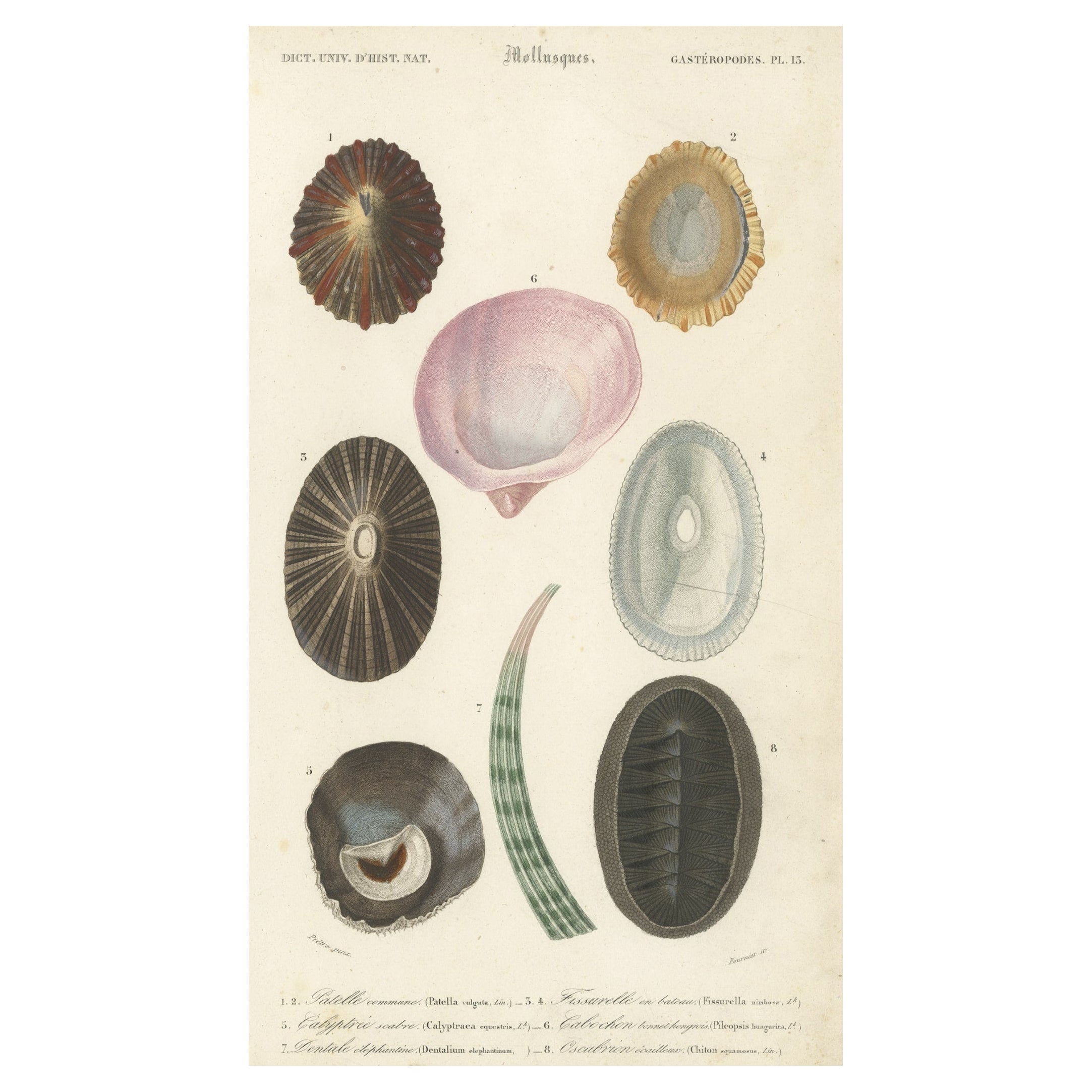 Impression originale colorée à la main d'antiquités de différents types de mollusques, 1849