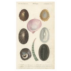 Impression originale colorée à la main d'antiquités de différents types de mollusques, 1849