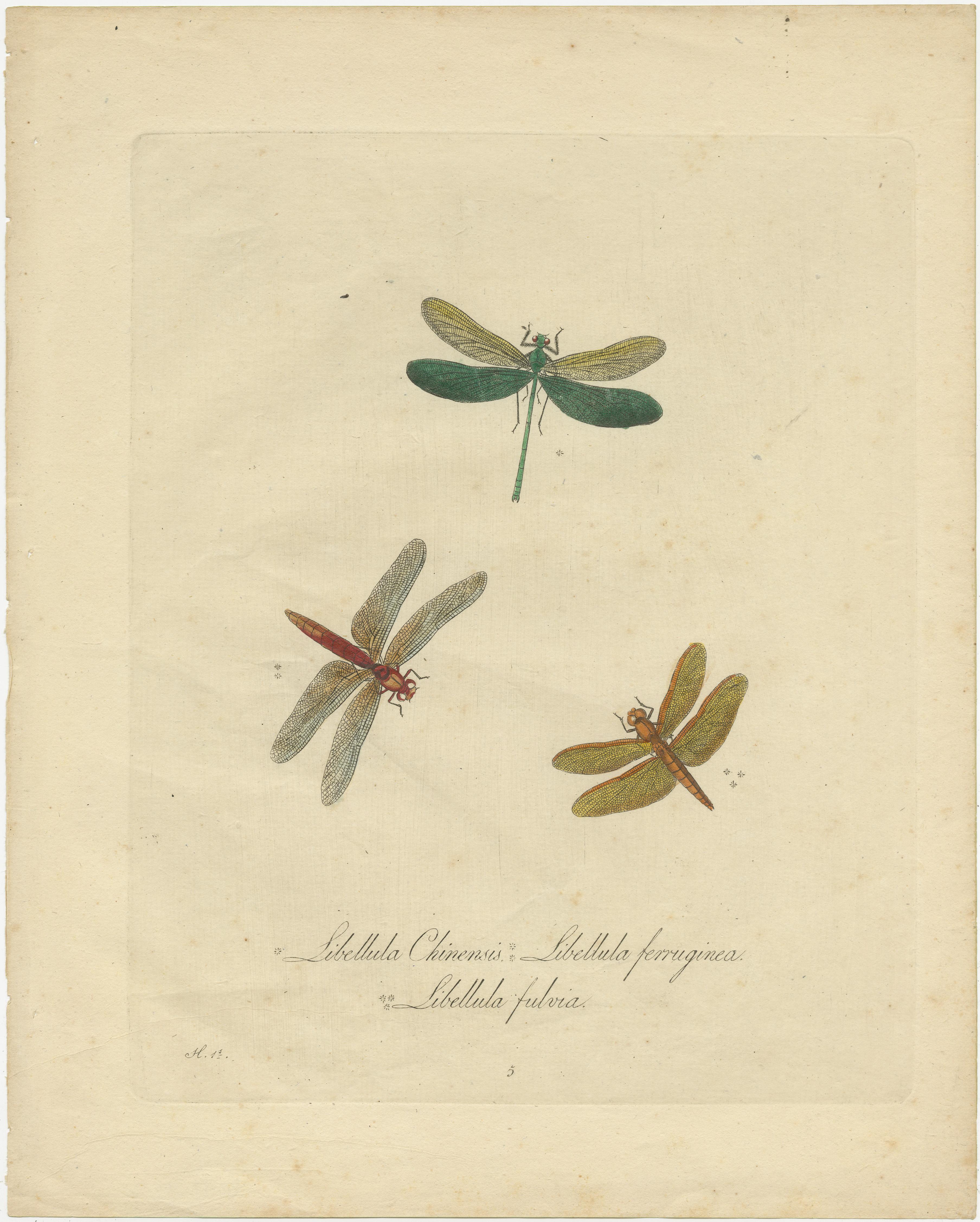 Antique print titled 'Libellula Chinensis - Libellula Ferruginea - Libellula Fulvia'. Original antique print of dragonflies. Source unknown, to be determined. Most likely from an edition of 'An Epitome Of The Natural History Of The Insects Of China