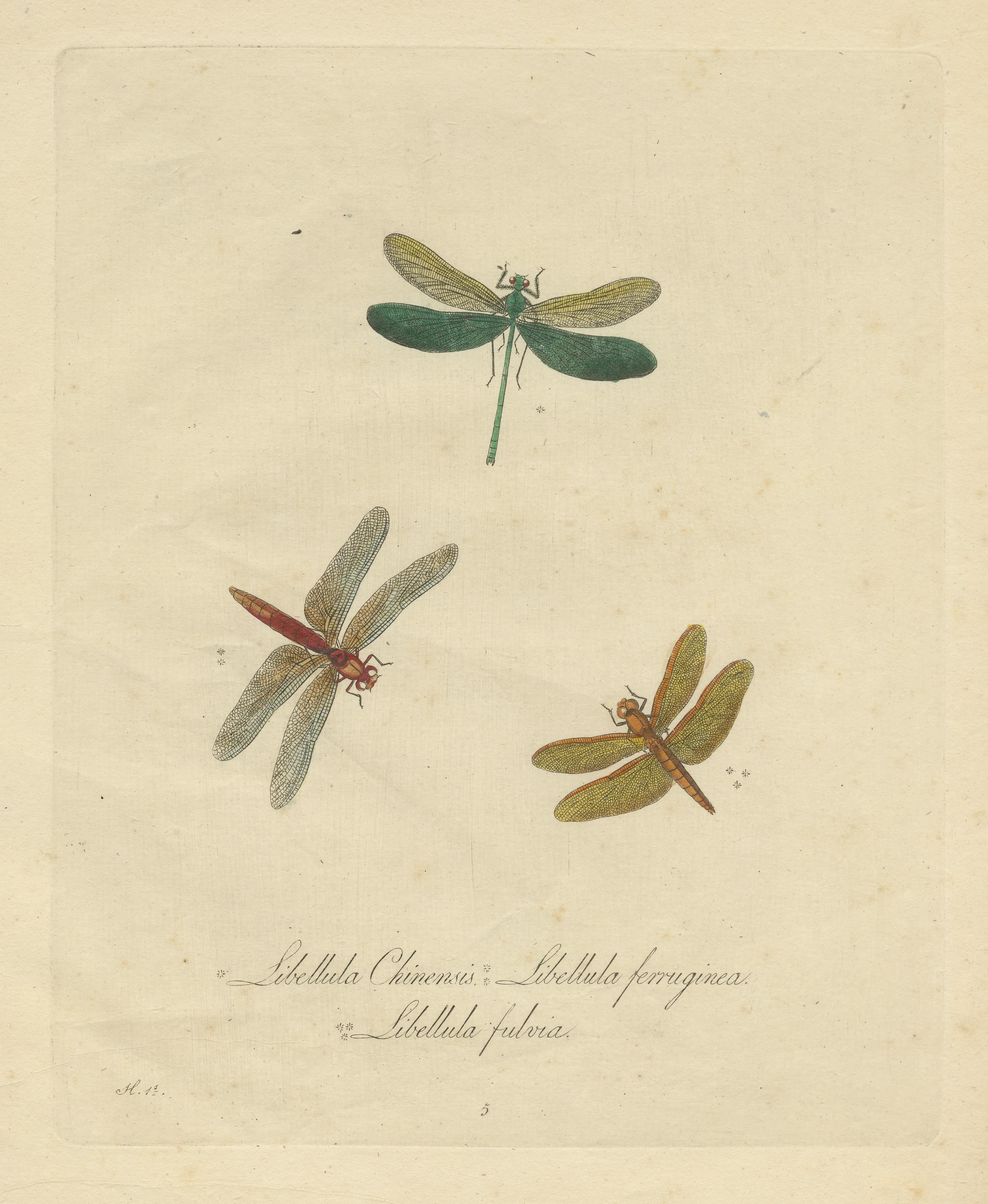 Original Hand Colored Antique Print of Dragonflies In Fair Condition For Sale In Langweer, NL