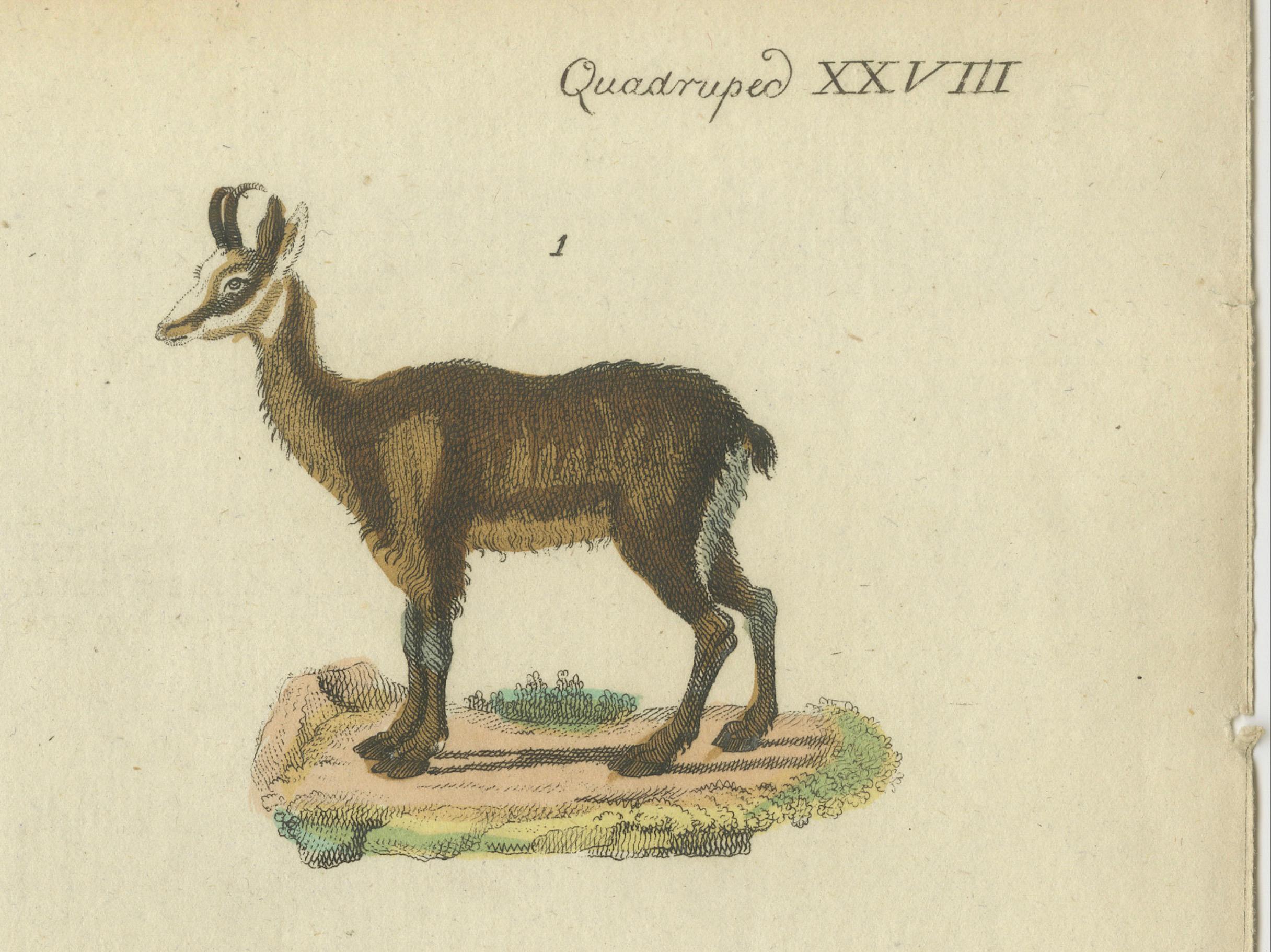Grabado original antiguo de varias especies de antílopes. Esta estampa grabada procede de una obra holandesa desconocida muy rara. Las láminas son similares a las de la famosa obra alemana: 