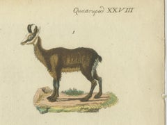 Original Hand-Colored Antique Print of various Antelope Species, circa 1820