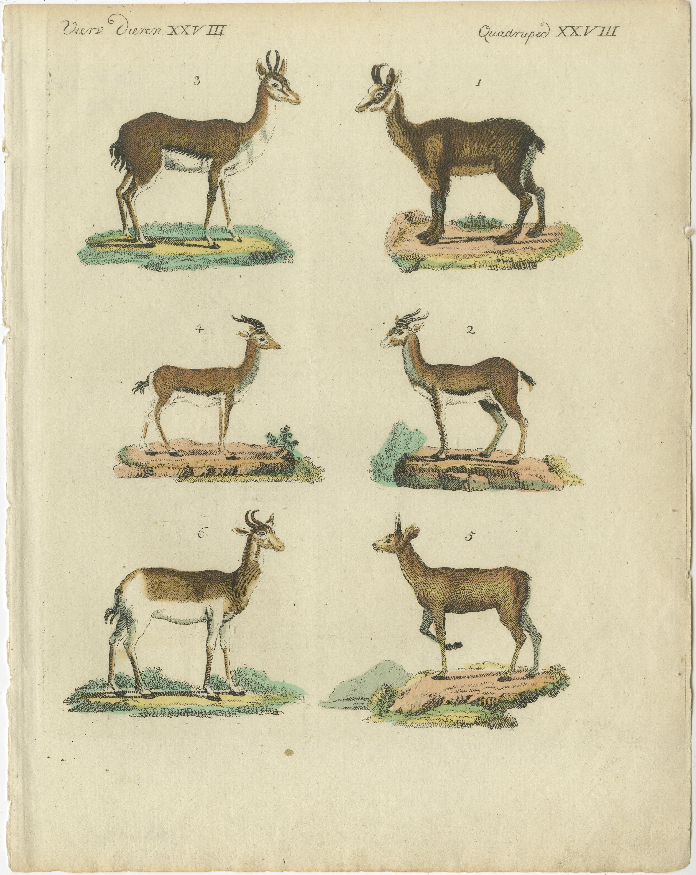 Engraved Original Hand-Colored Antique Print of various Antelope Species, circa 1820 For Sale