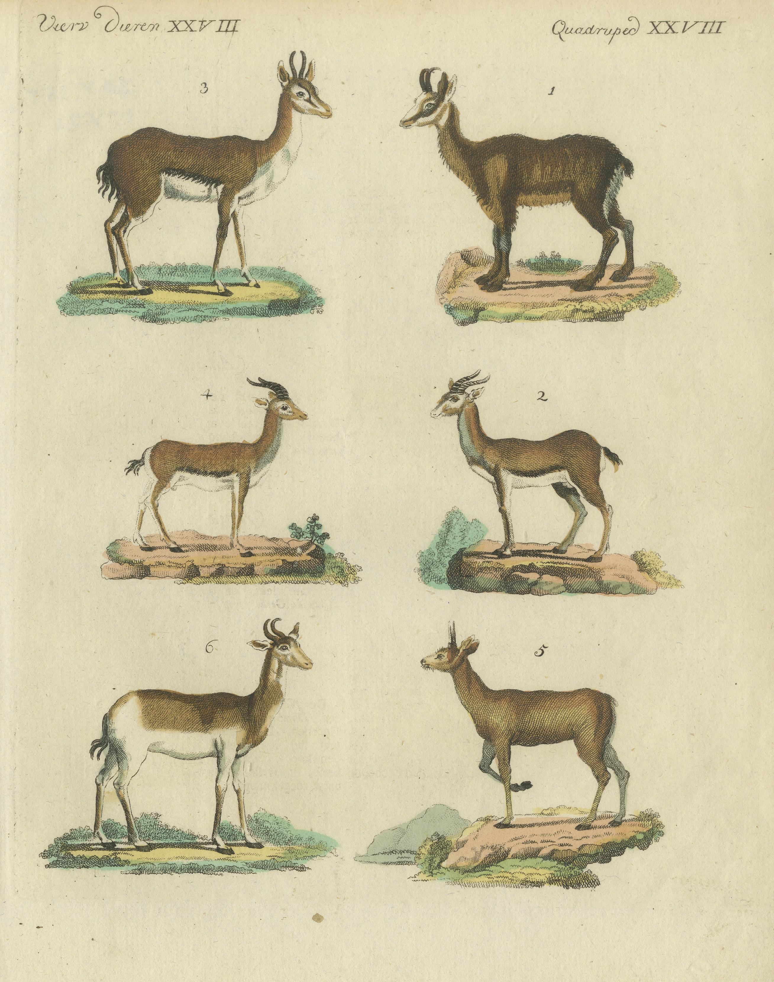 Originaler handkolorierter antiker Druck von diversen Antilopenarten, um 1820 (19. Jahrhundert) im Angebot