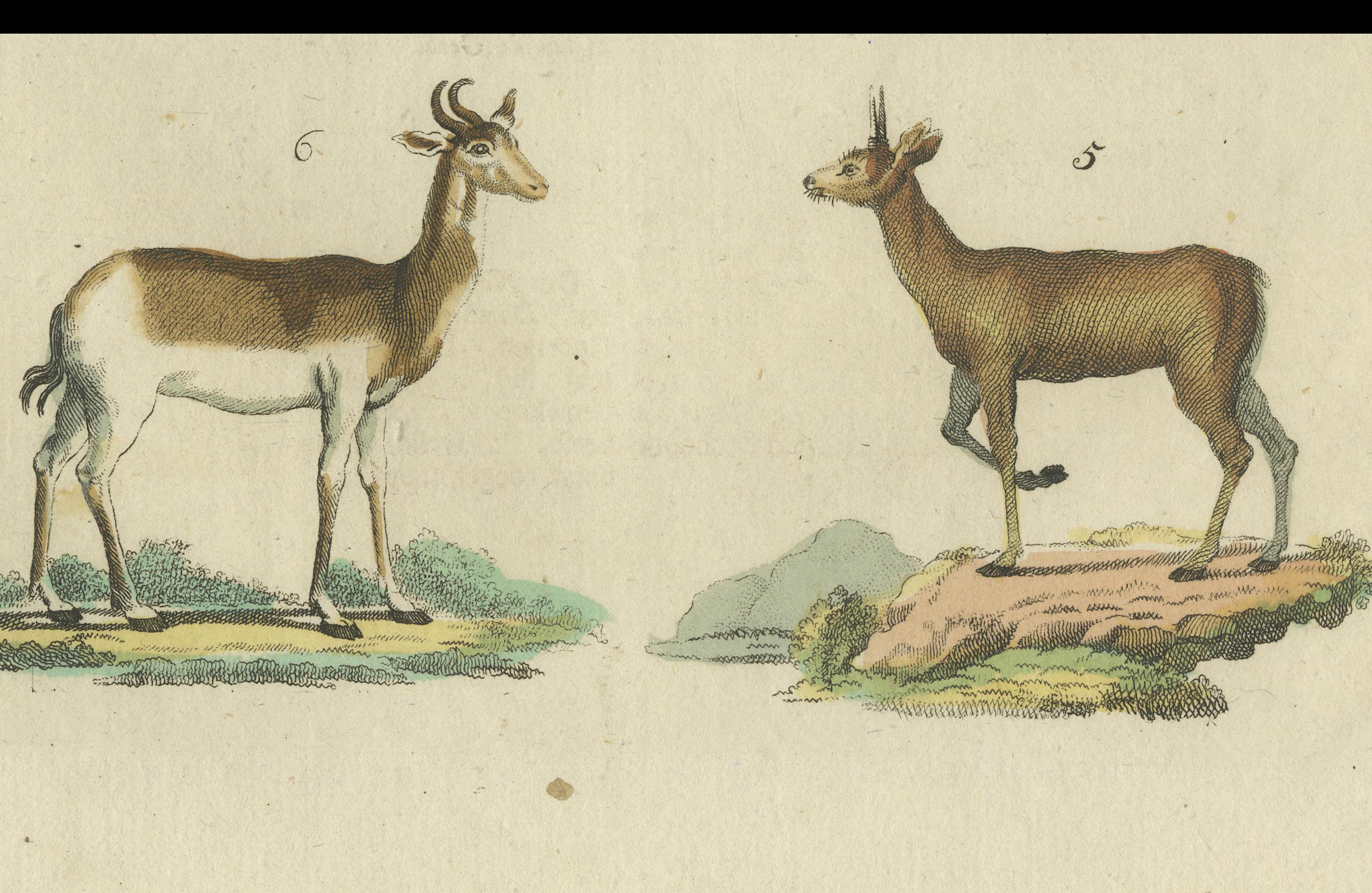 Originaler handkolorierter antiker Druck von diversen Antilopenarten, um 1820 (Papier) im Angebot