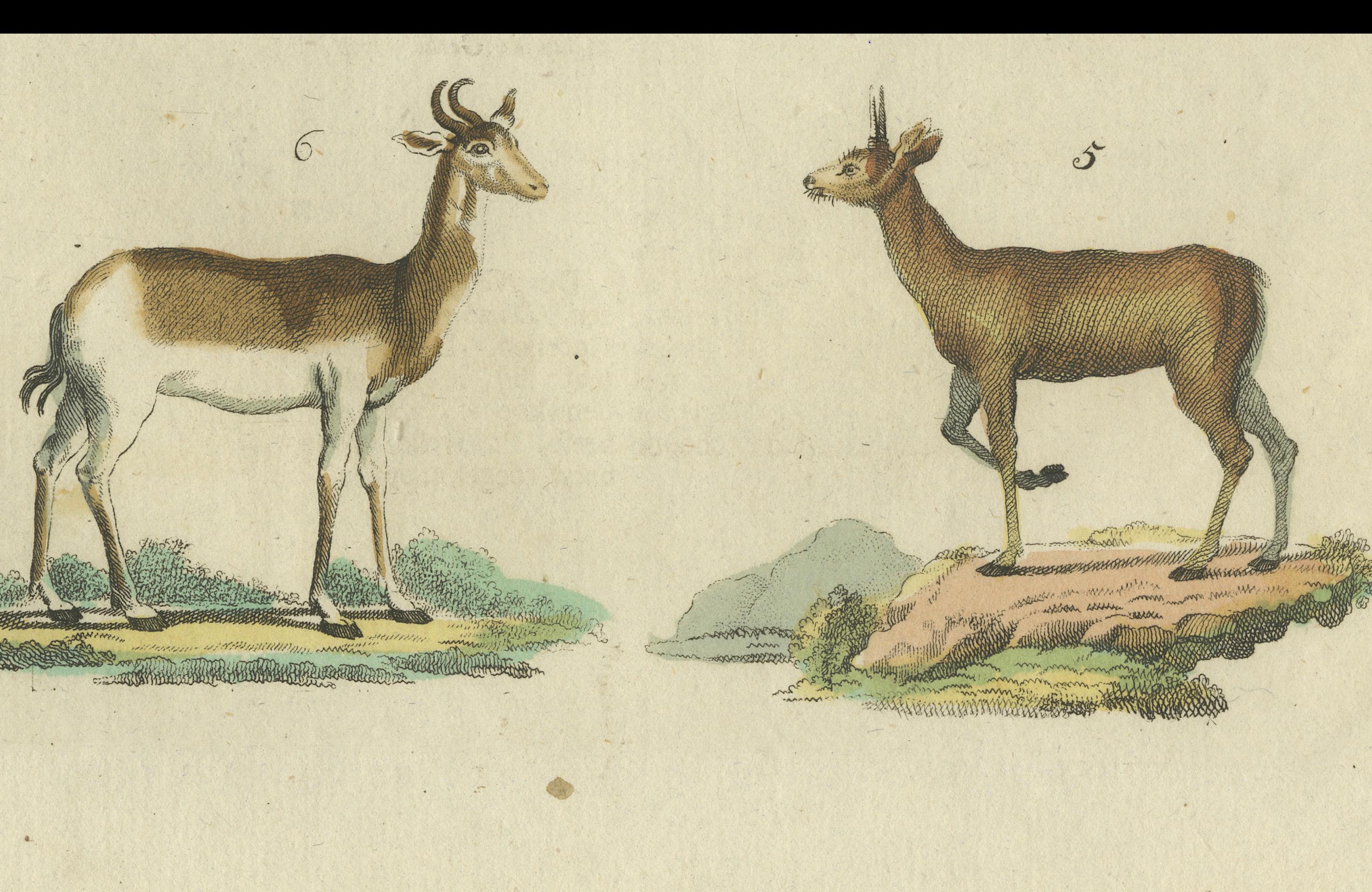 Grabado antiguo original coloreado a mano de varias especies de antílopes, hacia 1820 en venta 1