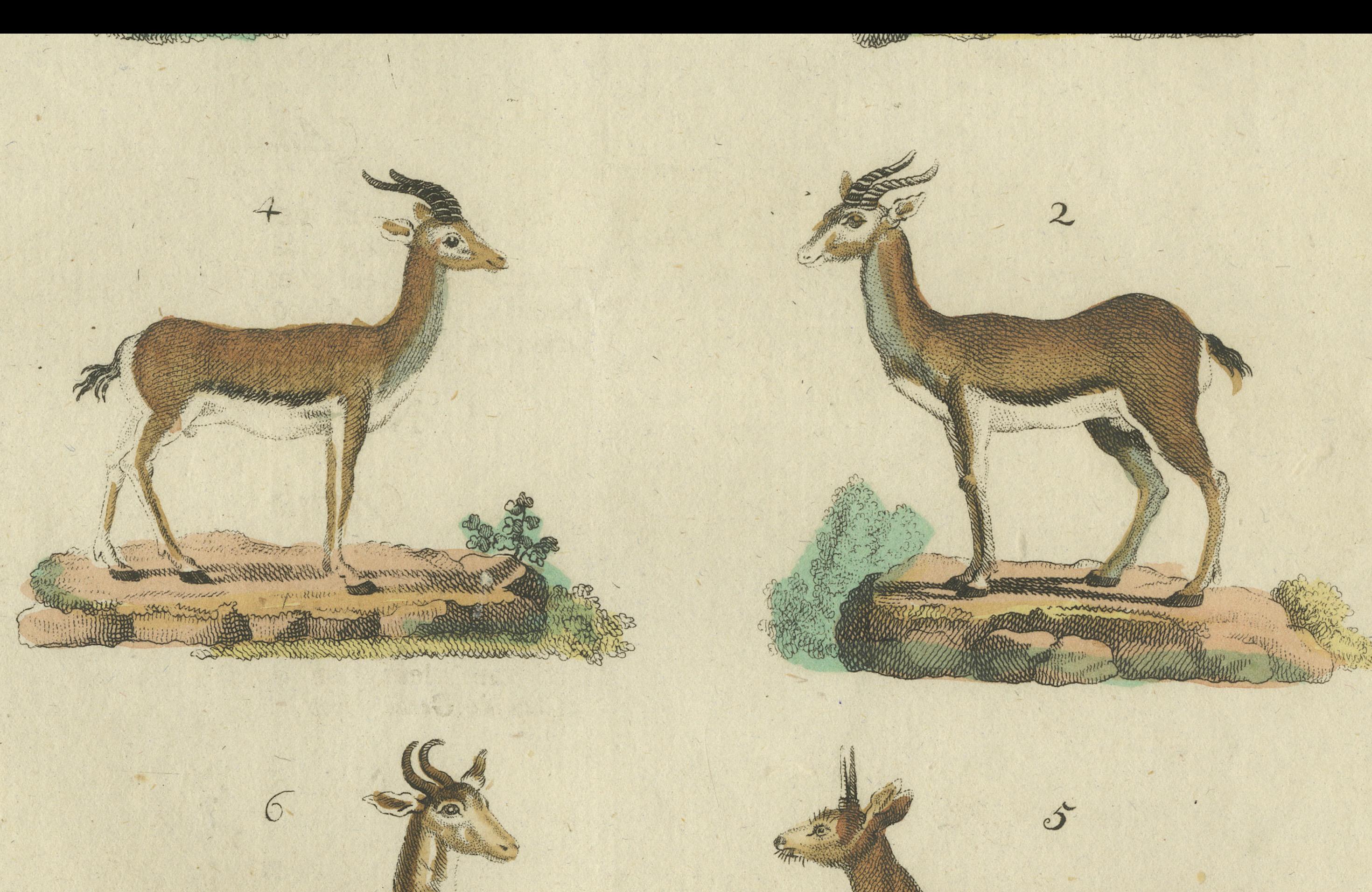 Grabado antiguo original coloreado a mano de varias especies de antílopes, hacia 1820 en venta 2