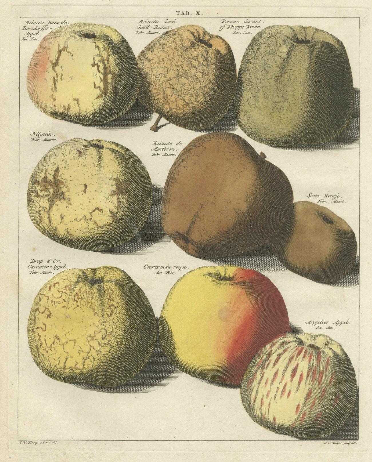 Original Hand-Colored Antique Print of Various Apples, 1758 In Good Condition For Sale In Langweer, NL
