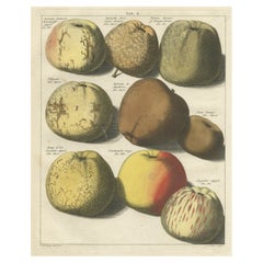 Stampa antica originale colorata a mano di varie mele, 1758