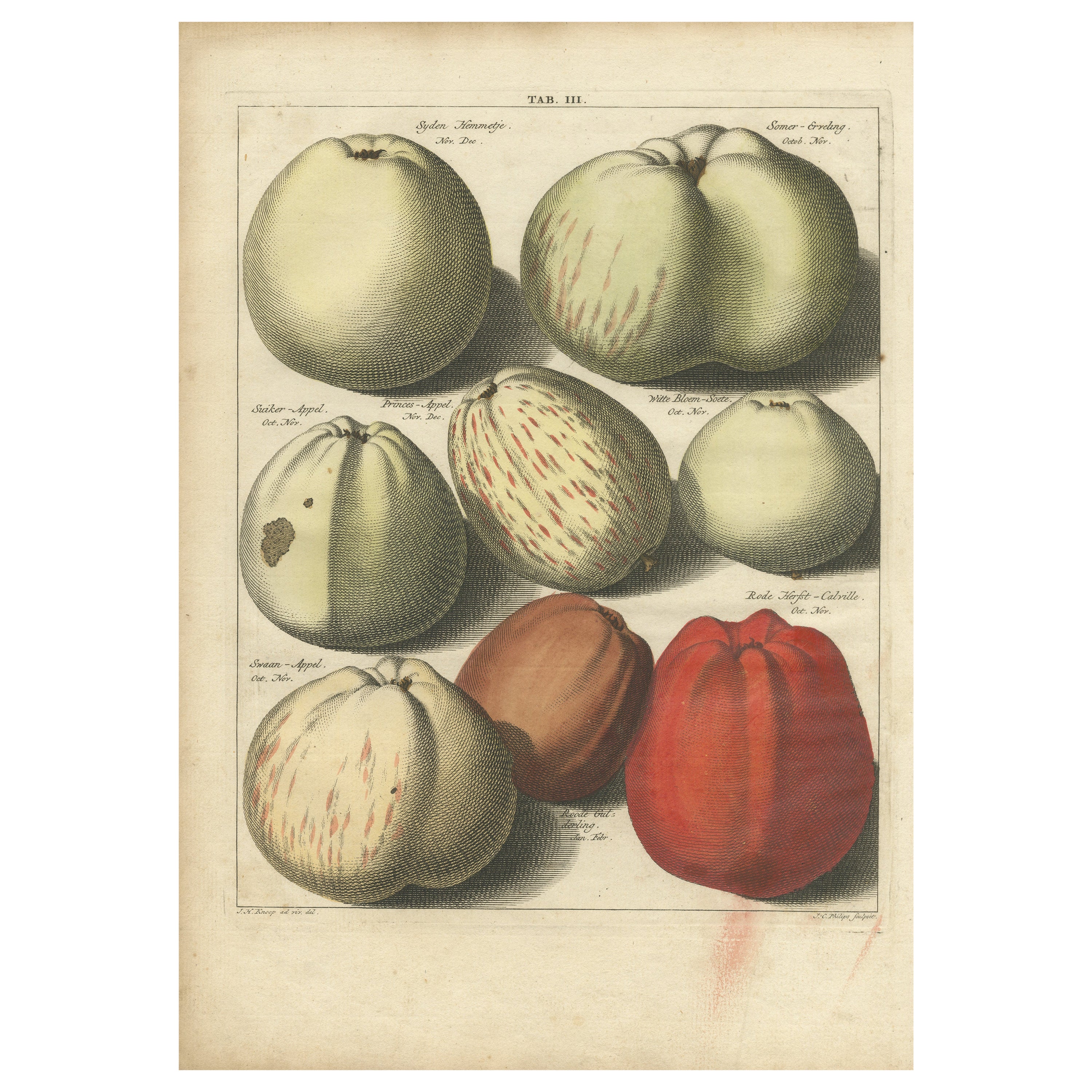 Stampa antica originale colorata a mano di varie mele, 1758