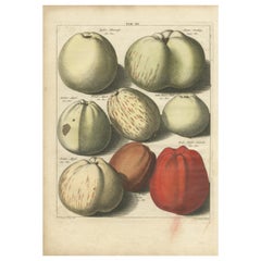 Stampa antica originale colorata a mano di varie mele, 1758