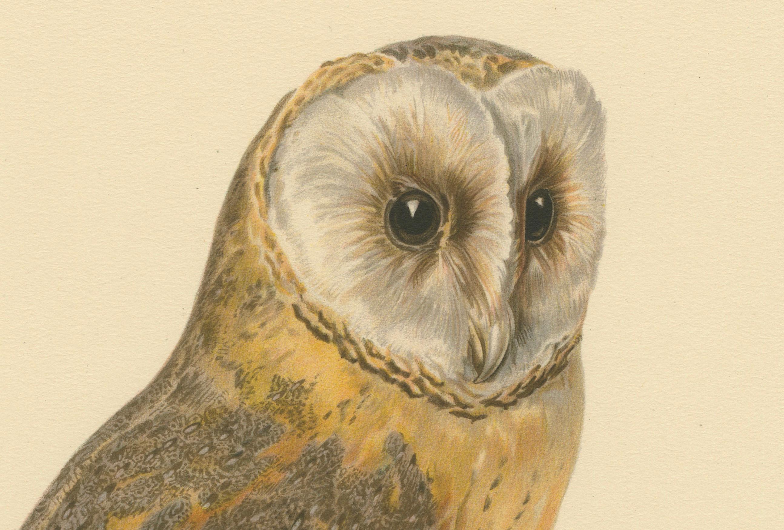 Das Bild zeigt eine Illustration eines Vogels mit dem Namen 