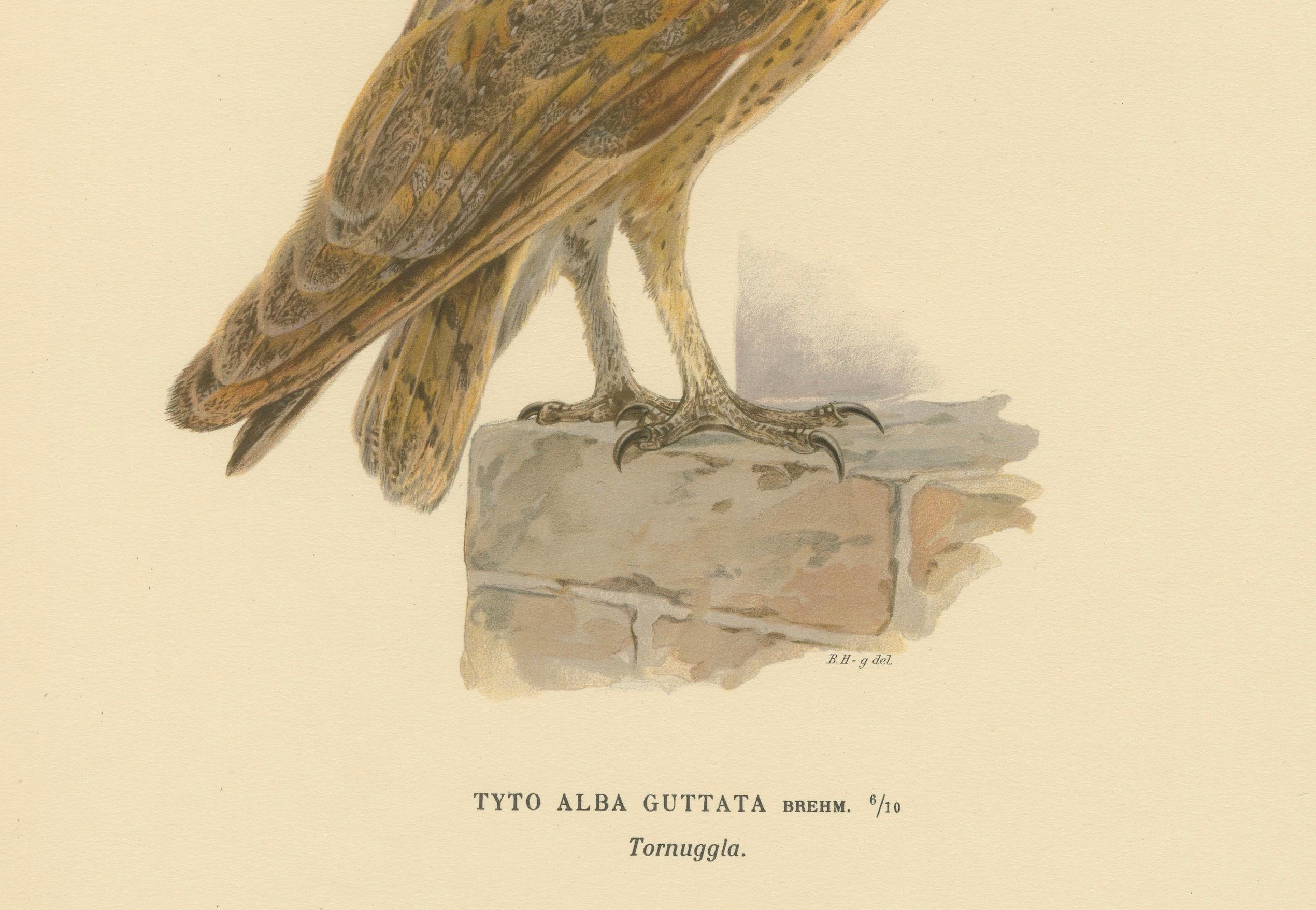 Original handkolorierte Scheunen Eule-Lithographie von M. von Wright, 1927 im Zustand „Gut“ im Angebot in Langweer, NL