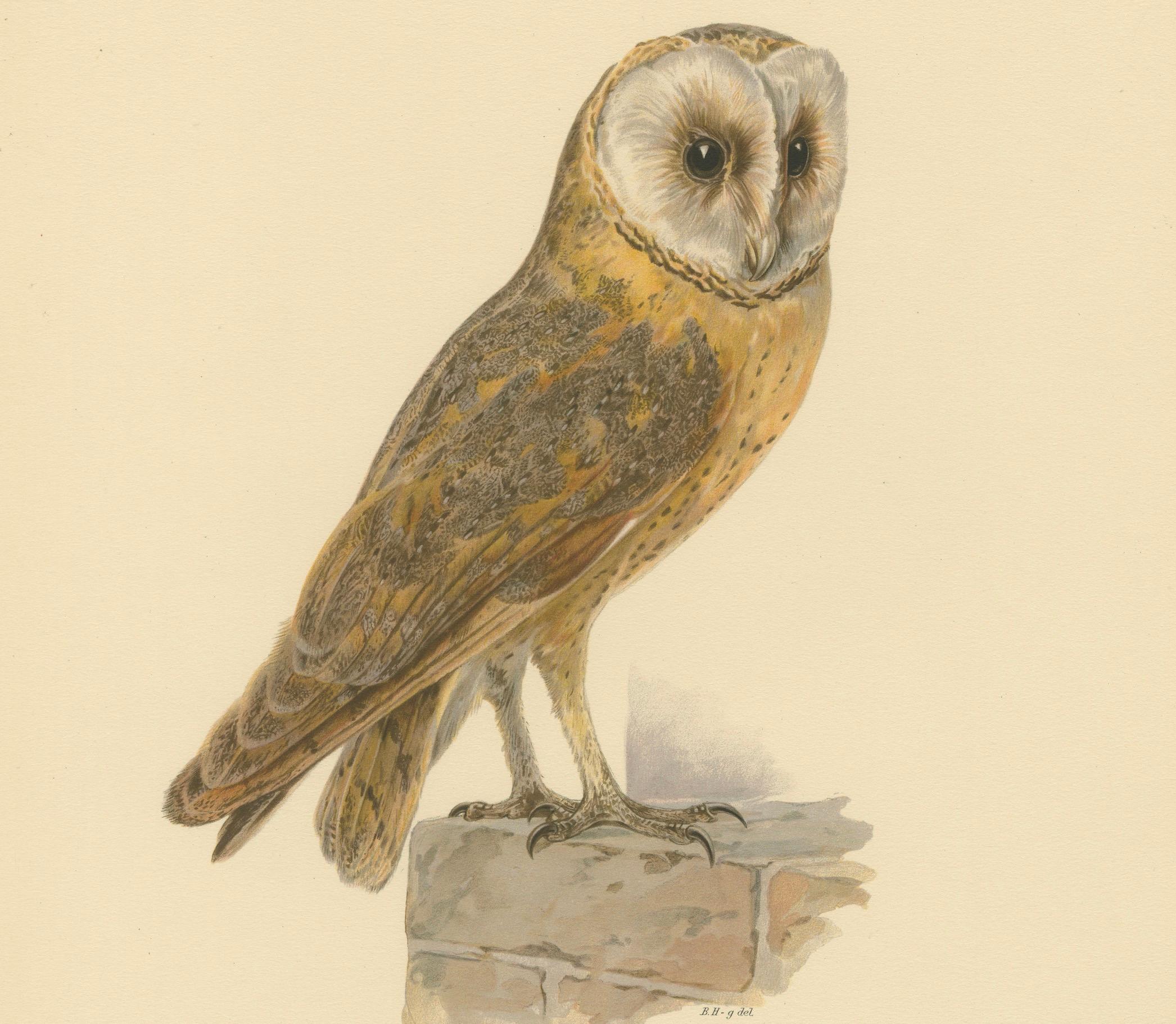 Original handkolorierte Scheunen Eule-Lithographie von M. von Wright, 1927 (Papier) im Angebot