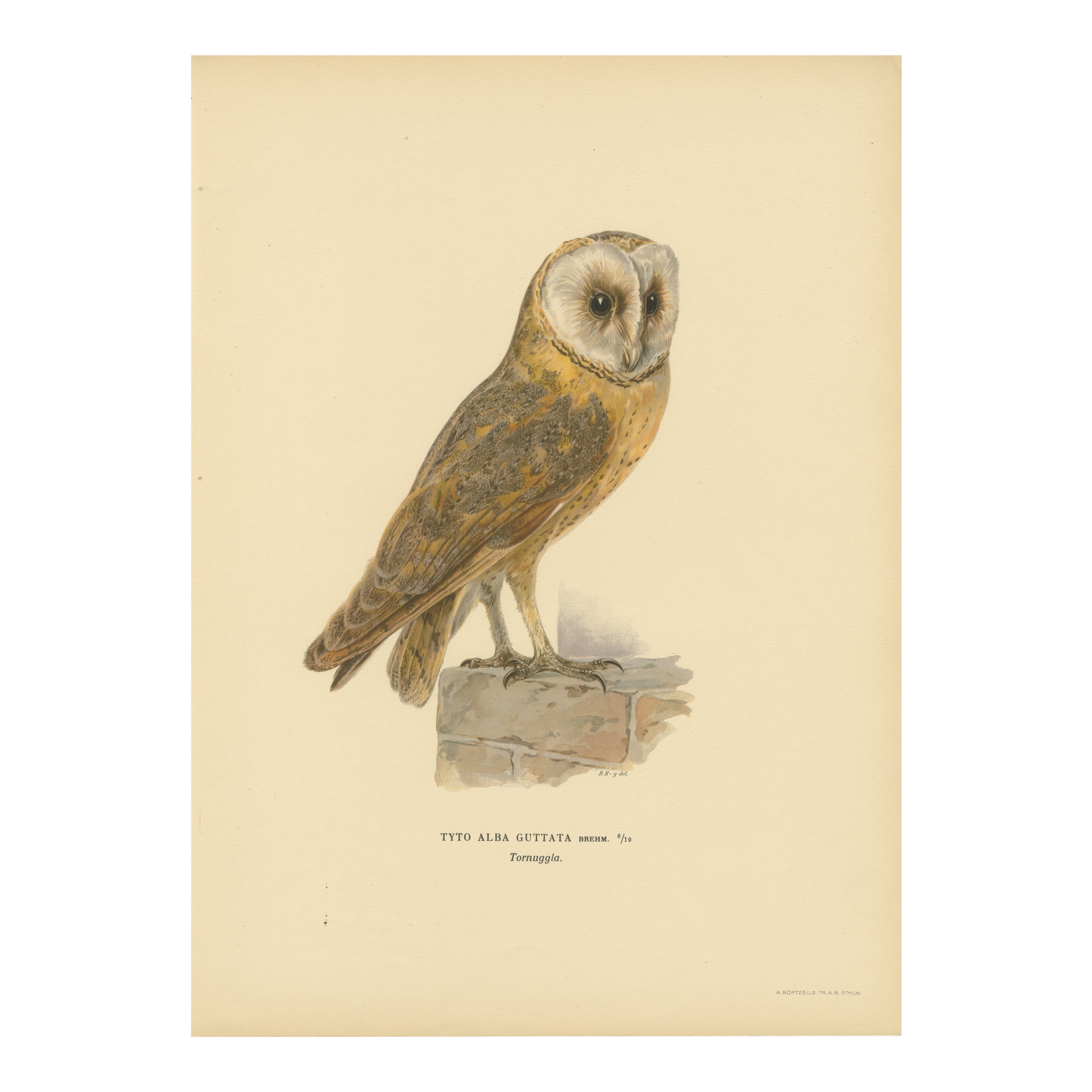 Lithographie originale colorée à la main par M. von Wright, 1927