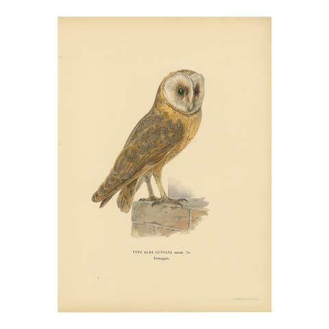 Original Hand-colored Barn Owl Lithograph by M. von Wright, 1927