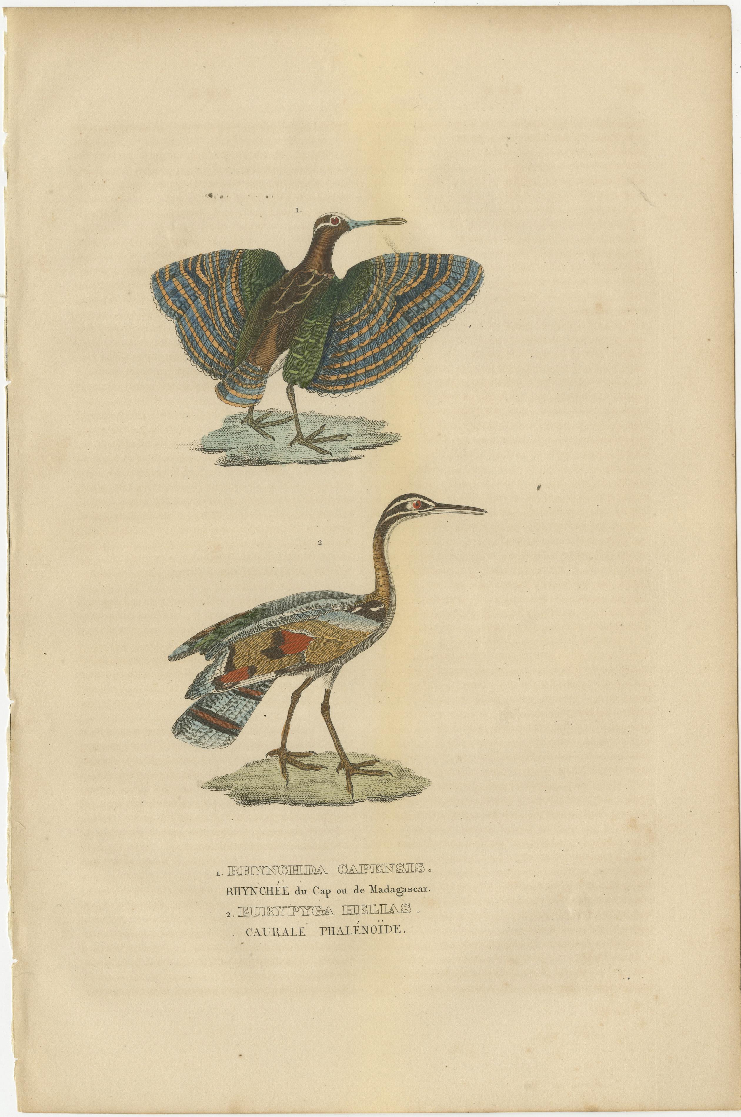 1. RHYNCHDA CAPENSIS – RHYNCHEE DU CAP OU DE MADAGASCAR, 2. EURYPYGA HELIAS – CAURALE PHALENOIDE.

 (translated; 1. Painted snipe, 2. Sunbittern, a bittern-like bird of tropical regions of the Americas.)

The painted snipe, a master of camouflage,
