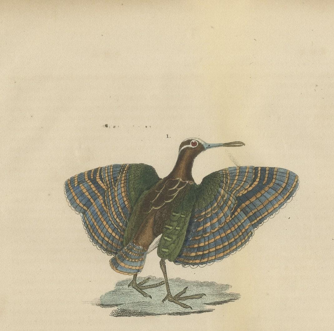 Original Hand-Colored Bird Print of a Painted Snipe and Sunbittern Bird In Good Condition For Sale In Langweer, NL