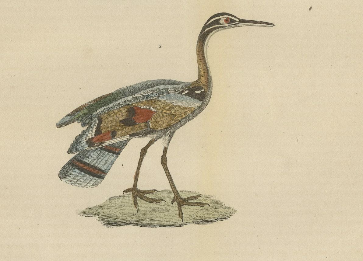 Mid-19th Century Original Hand-Colored Bird Print of a Painted Snipe and Sunbittern Bird For Sale