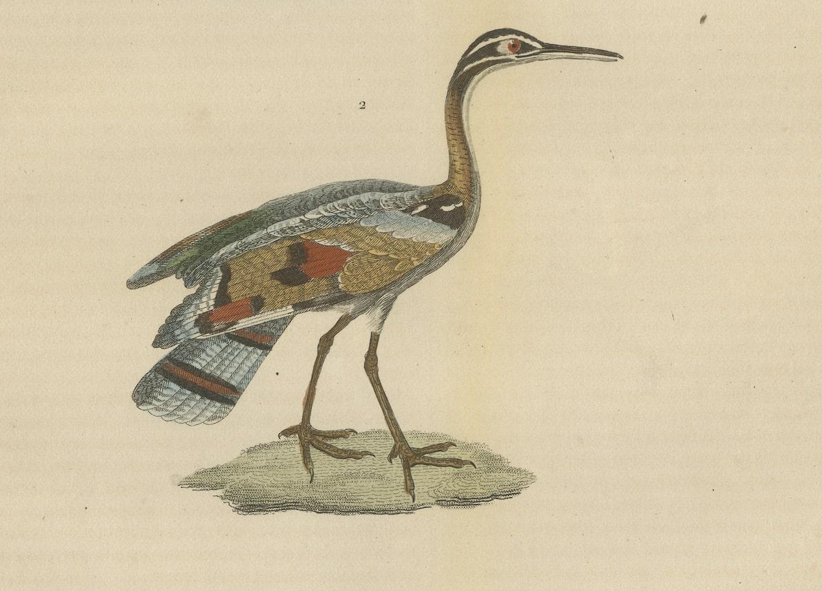 Original handkolorierter Vogeldruck eines bemalten Messers und eines Sonnenschliffvogeldrucks (Mittleres 19. Jahrhundert) im Angebot