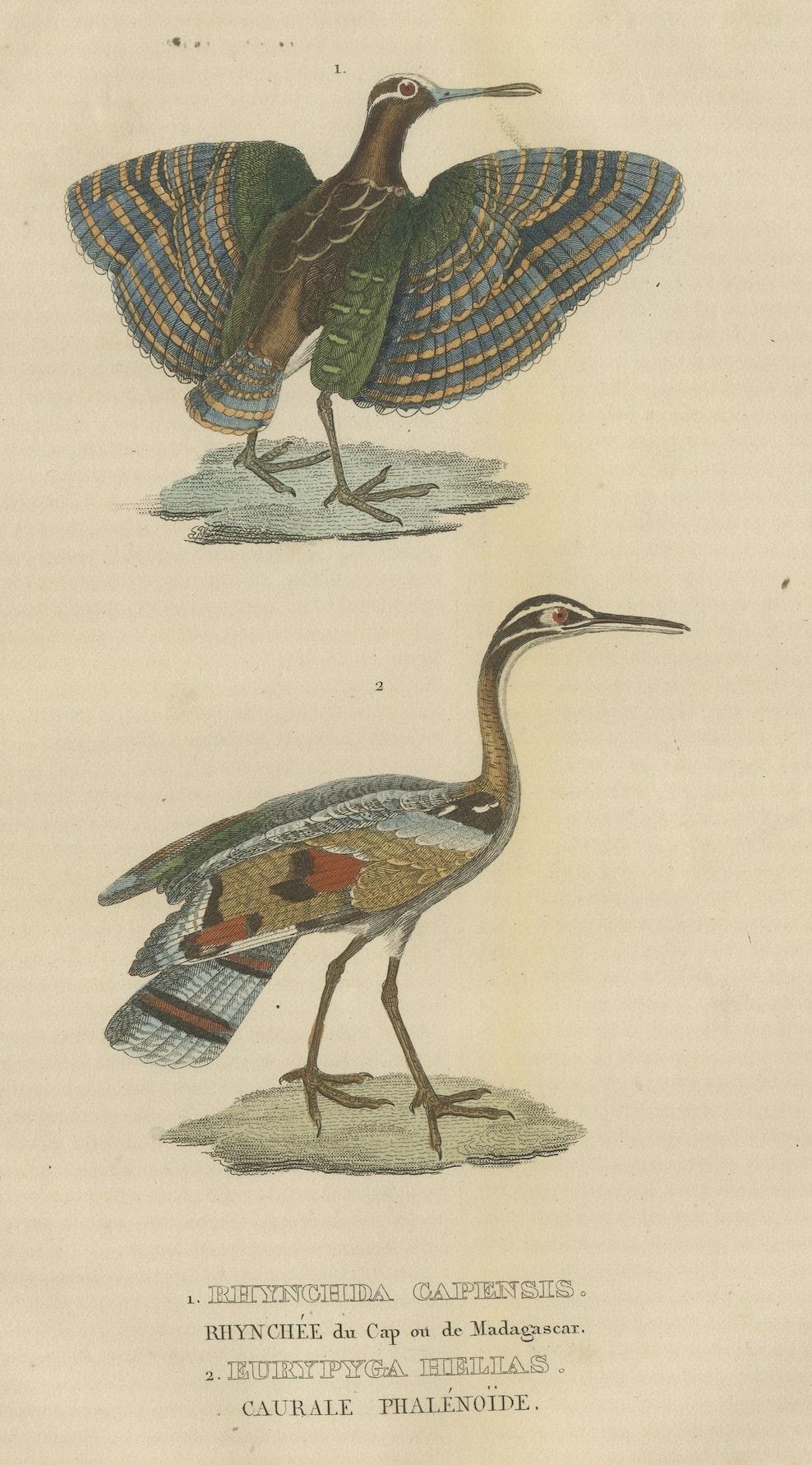Paper Original Hand-Colored Bird Print of a Painted Snipe and Sunbittern Bird For Sale