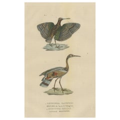 Stampa originale di uccelli colorata a mano di un beccaccino dipinto e di un uccello sunbittern