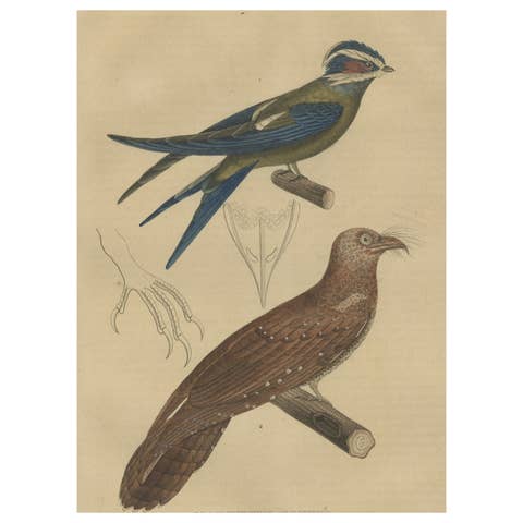 Original Hand-Colored Bird Print of an Oilbird and a Crested Swift, 1845