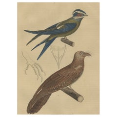 Original Hand-Colored Bird Print of an Oilbird and a Crested Swift