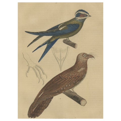Original Hand-Colored Bird Print of an Oilbird and a Crested Swift, 1845