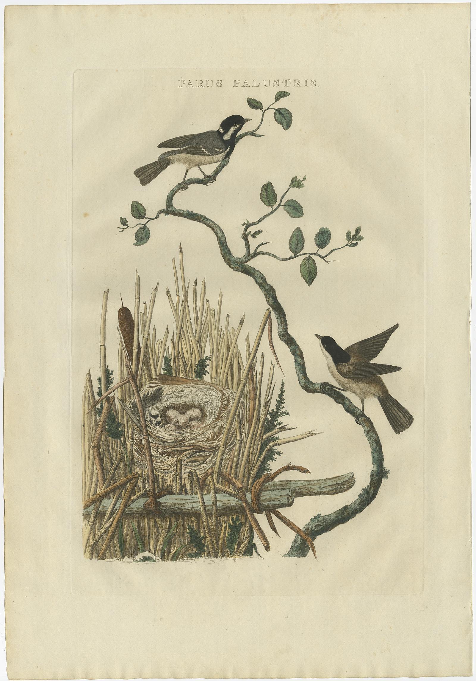 Antique print titled ‘Parus Palustris'. This print depicts the marsh tit with nest and eggs (Dutch: rietmees). The marsh tit (Poecile palustris) is a passerine bird in the tit family Paridae and genus Poecile, closely related to the willow, Père