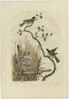 Original Hand-Colored Bird Print of the Marsh Tit with Nest and Eggs, 1770