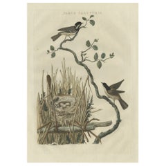 Original Hand-Colored Bird Print of the Marsh Tit with Nest and Eggs, 1770