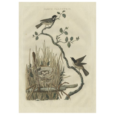 Original Hand-Colored Bird Print of the Marsh Tit with Nest and Eggs, 1770