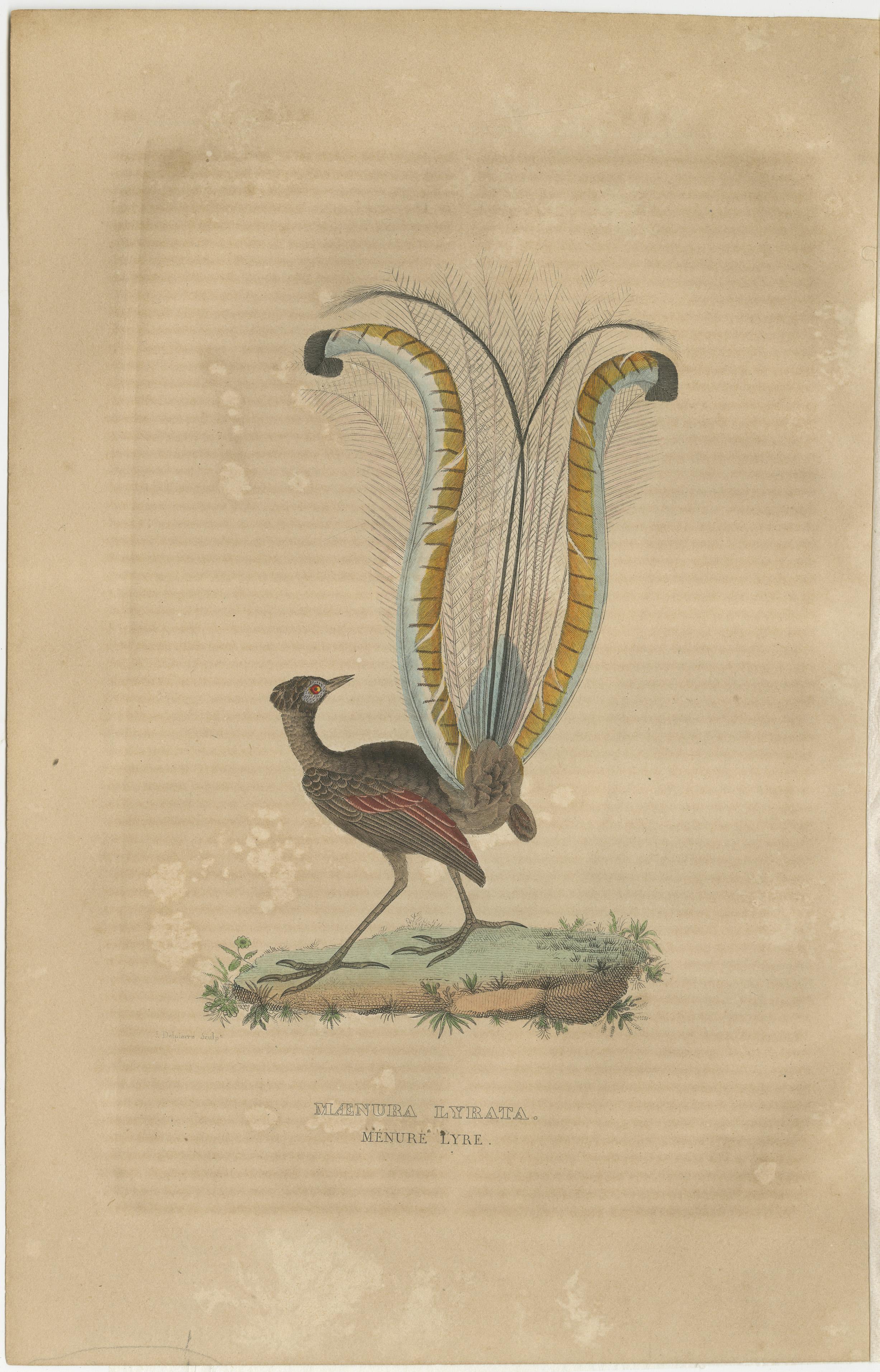 Titre : ''Maenura lyre'' ou ''Menure Lyre'' fait référence à l'oiseau lyre superbe, une espèce d'oiseau fascinante originaire d'Australie, que l'on trouve en particulier dans les forêts du sud-est de l'Australie, y compris certaines parties de